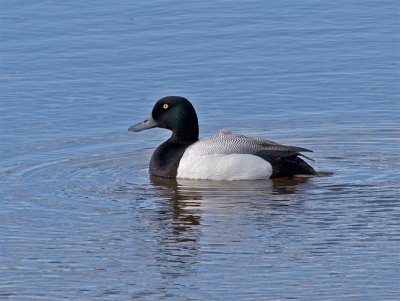 Male Scaup