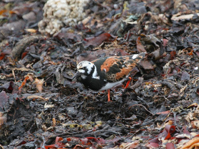 Turnstone