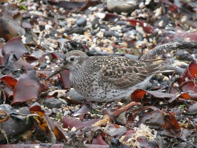 Purple Sandpiper