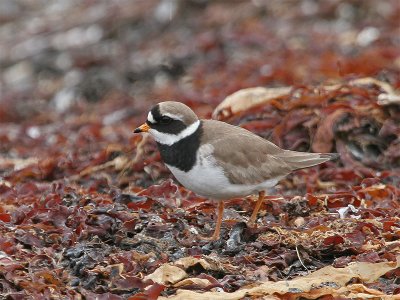 Ringed Plover