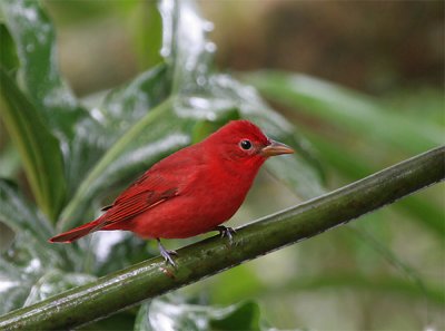 Summer Tanager male