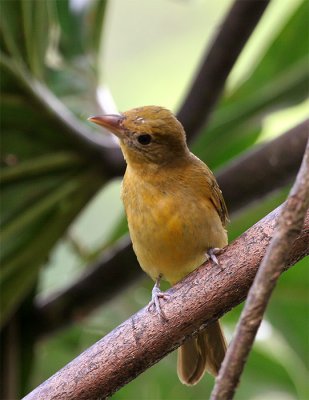 Summer Tanager female