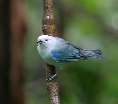 Blue-gray Tanager