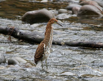  Bare-throated Tiger-Heron