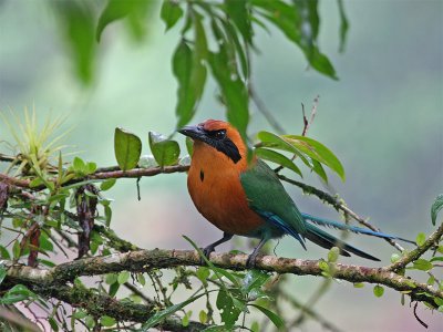  Rufous  Motmot