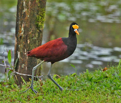 Jacana