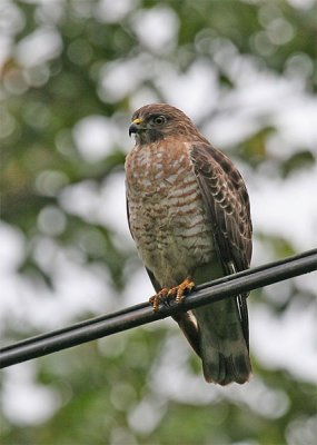  Broad-winged Hawk