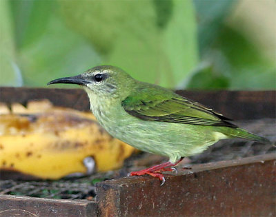 Red-legged Honeycreeper female