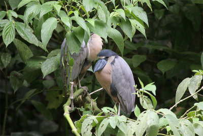  Boat-billed  Heron