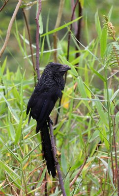 Groove-billed Ani