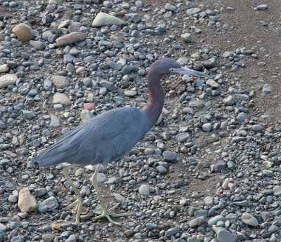 Little Blue Heron