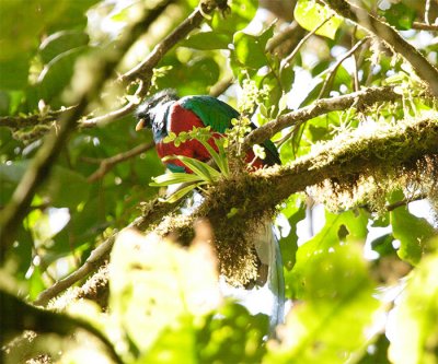 Quetzal