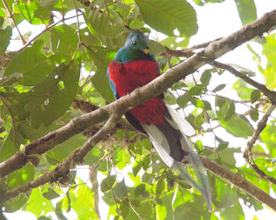 Quetzal