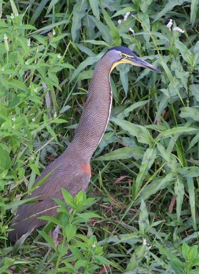   Bare-throated Tiger-Heron