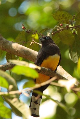 Black-headed Trogon