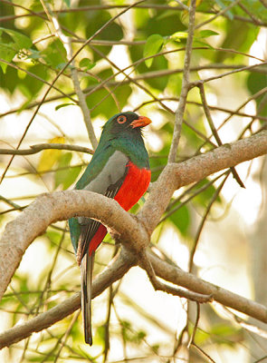 Slaty-tailed Trogon