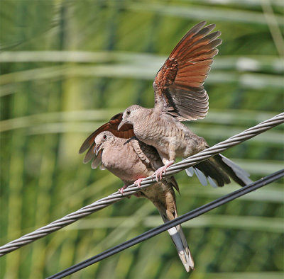 Inca Dove