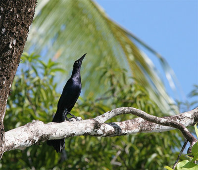  Great-tailed Grackle