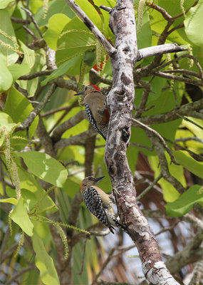  Red-crowned Woodpecker