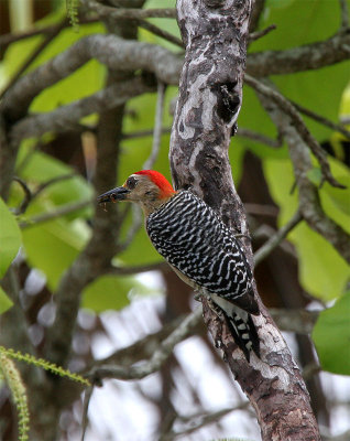 Red-crowned  Woodpecker