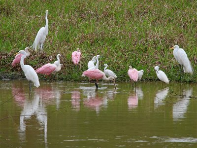 Roseate Spoonbills