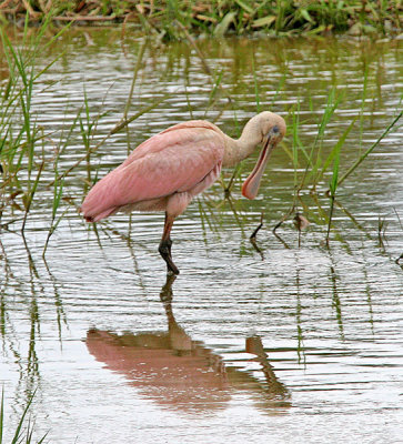 Roseate Spoonbill