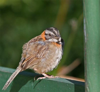 Rufous-collared Sparrow