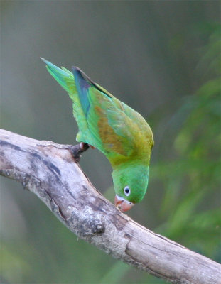  Orange-chinned Parakeet