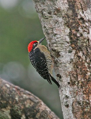 Black-cheeked  Woodpecker