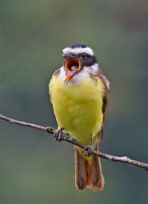 Great Kiskadee