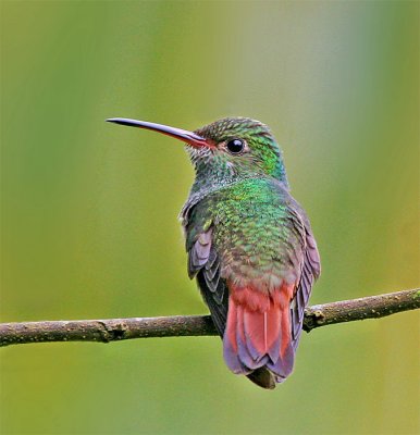  Rufous-tailed  Hummingbird