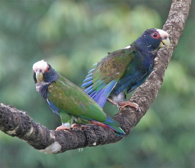  White-crowned  Parrot