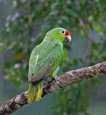  Red-lored Parrot