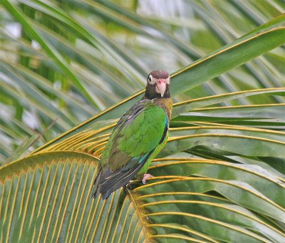  Brown-hooded Parrot