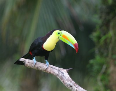  Keel-billed Toucan