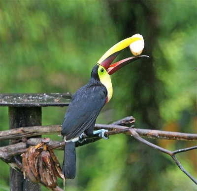  Chestnut-mandibled Toucan