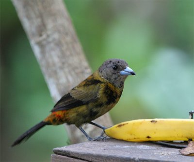  Scarlet--rumped Tanager