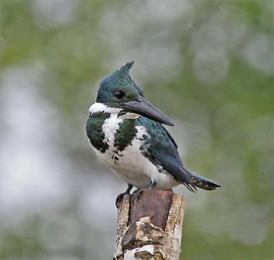 Amazon Kingfisher