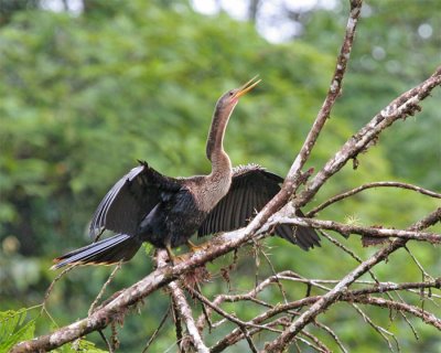 Anhinga