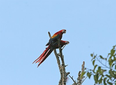 Scarlet Macaw