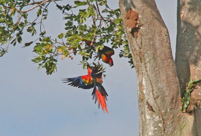 Scarlet Macaw