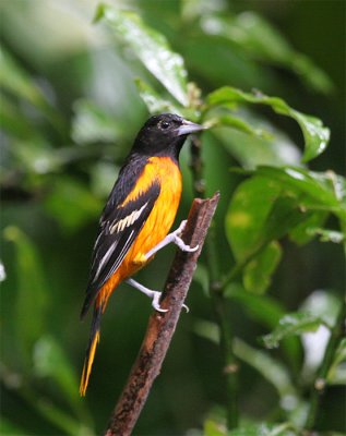 Birds of Costa Rica