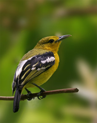 Common Iora