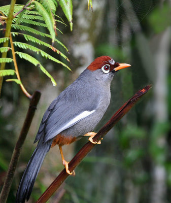 Chestnut-capped Laughingthrush