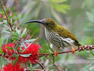 Streaked Spiderhunter