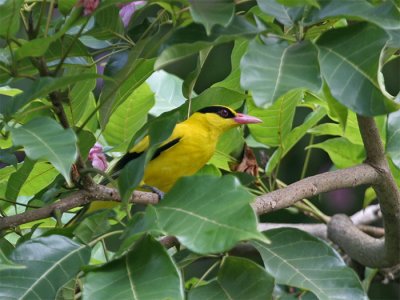 Black-naped Oriole