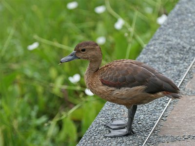 Lesser Whistling-Duck