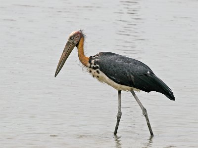 Lesser  Adjutant