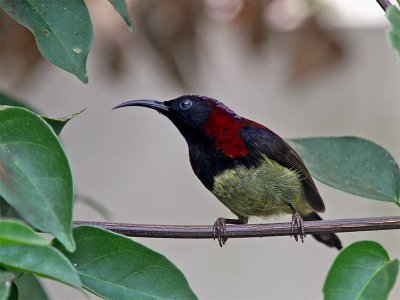 Black -throated Sunbird