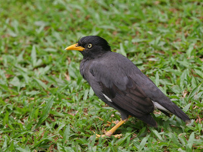 Javan Myna